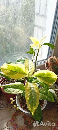 Хойя постоянной осени и калорита весны