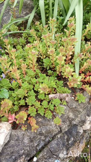 Почвопокровные растения