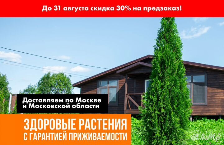 Туи оптом из беларуси