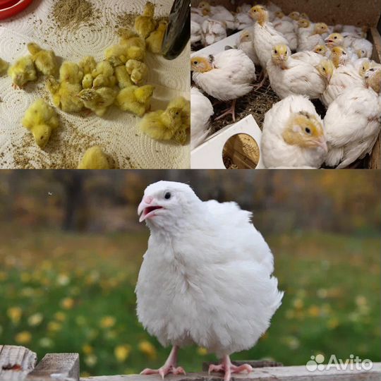 Техасский перепел