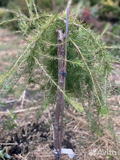 Лиственицы