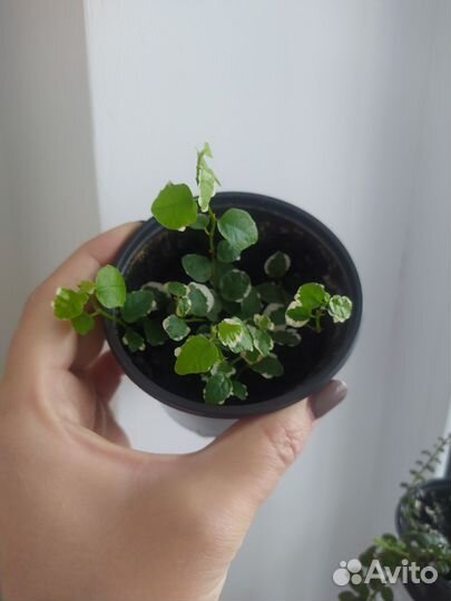 Фикус Пумила Санни