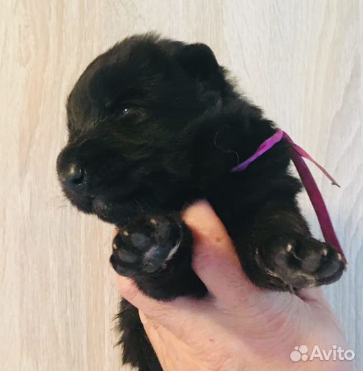 Щенки чёрной немецкой овчарки