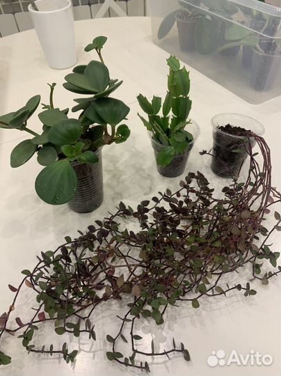 Набор комнатных растений 3 шт