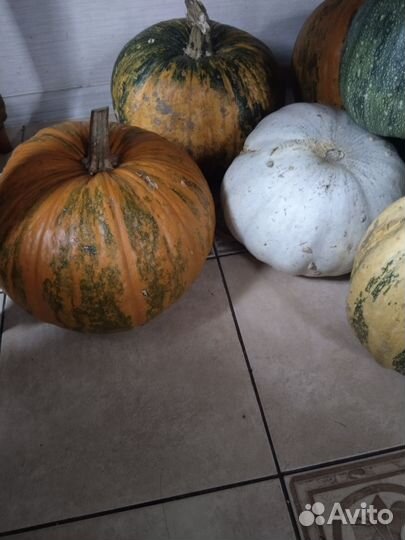 Продам тыкву