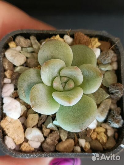 Суккуленты Детки