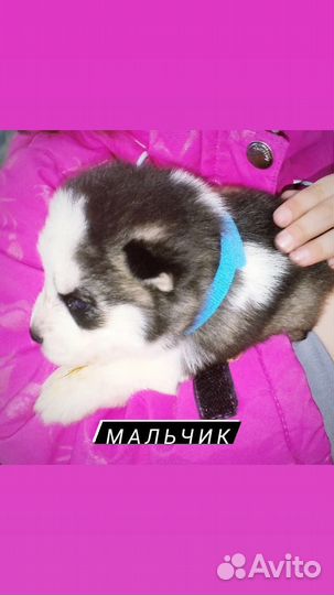 Щенки сибирской хаски