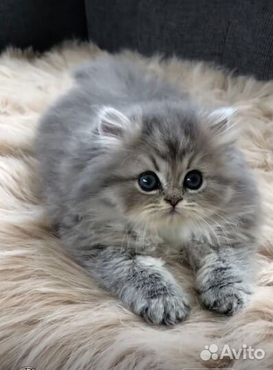 Британский котенок пушистый