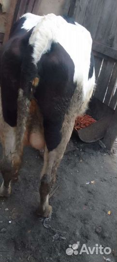 Корова дойная