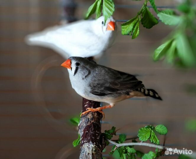 Амадина зебровая