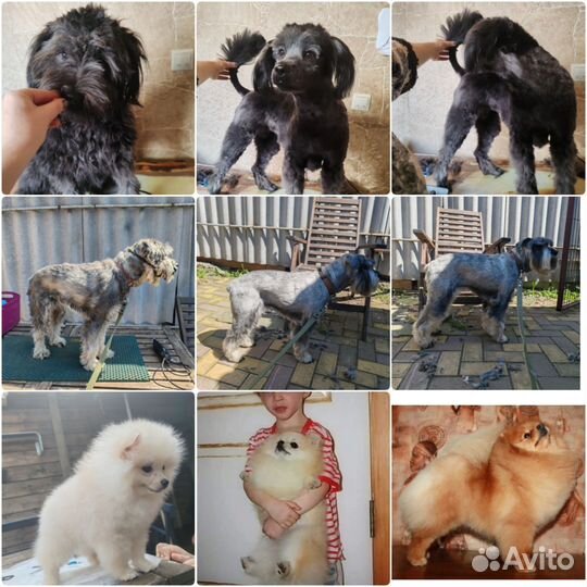 Грумер стрижка собак,стрижка шпицев выставочная