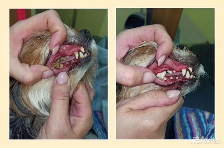 Стрижка животных