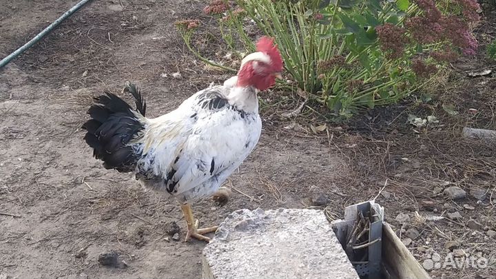 Петухи голошейки