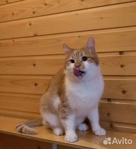 Солнечный рыжий кот Винсент ищет дом объявление продам