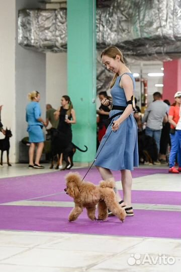 Вязка кобель красный той-пудель