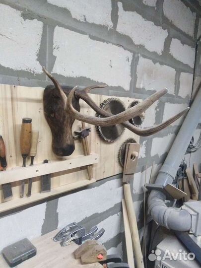 Продам рога оленя