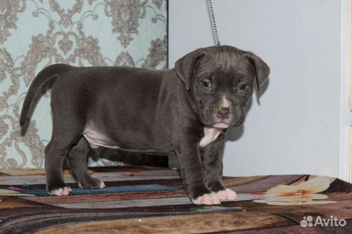 Американский булли xl