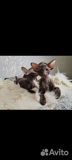 Ориентальные котята