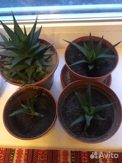 Комнатные растения цветы