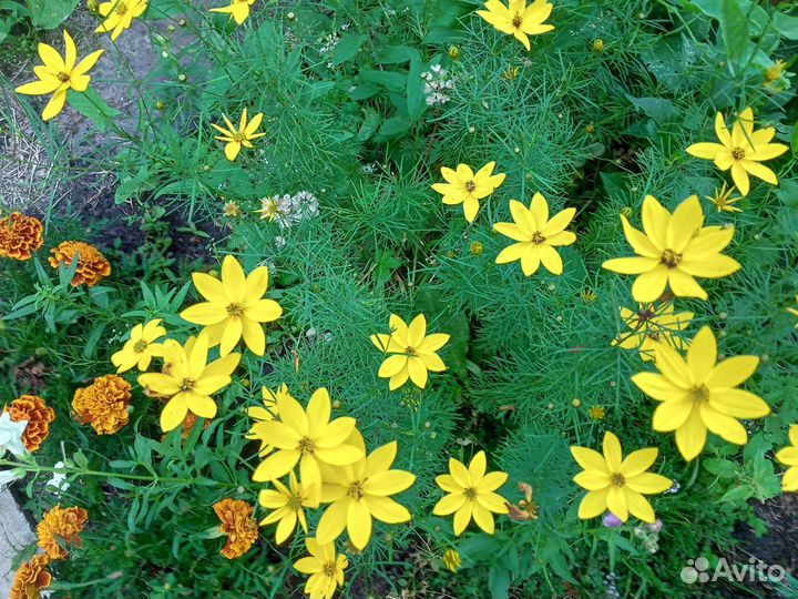 Кореопсис редкий, астильба, монарда три вида