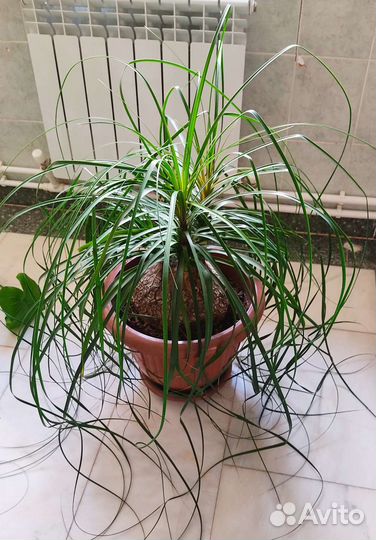 Нолина Бокарнея или бутылочная пальма