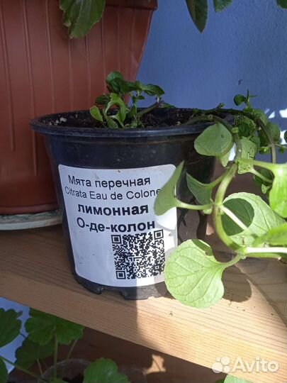 Ампельные растения