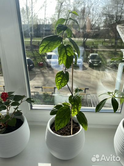 Клеродендрум