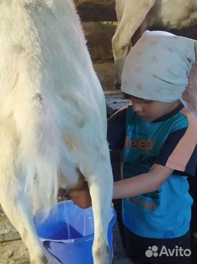 Молоко коз Горного Чарыша