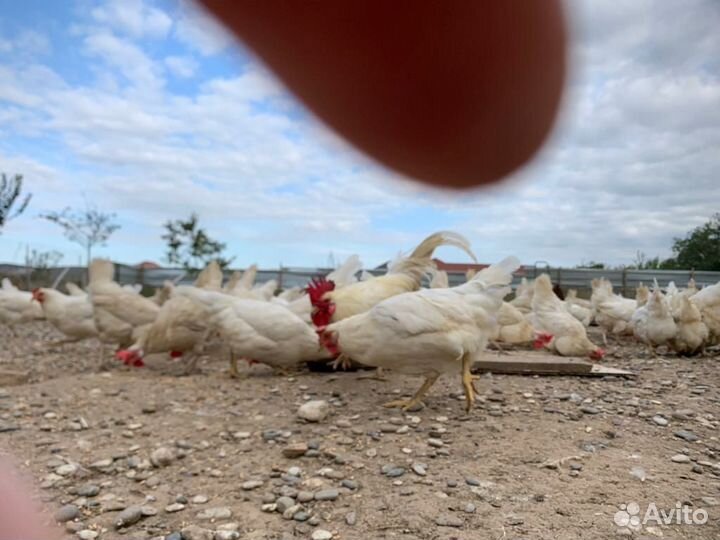 Куры несушки