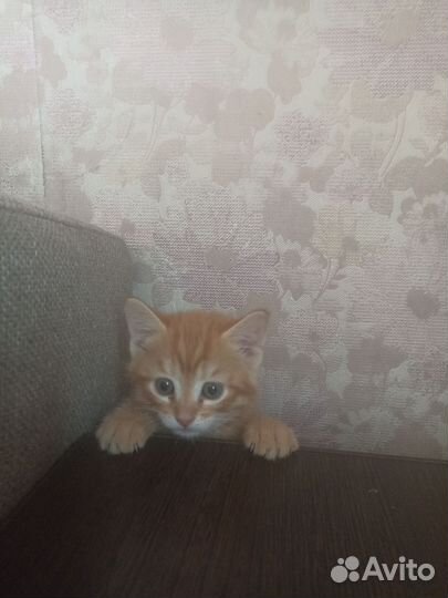 Котята
