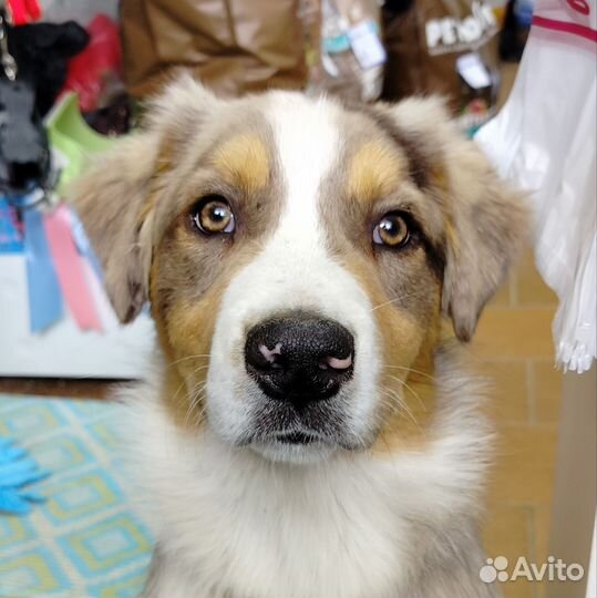 Щенки Аусси