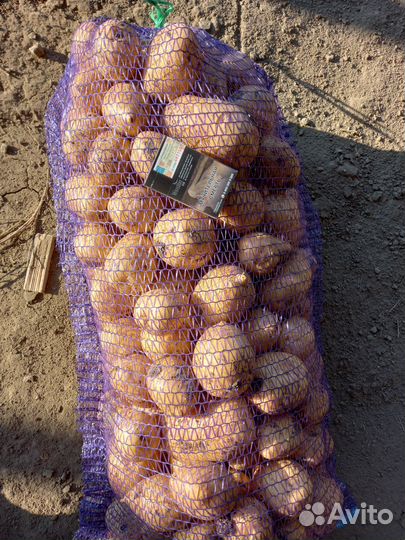 Кортофель местный. второй урожай коломба. галла