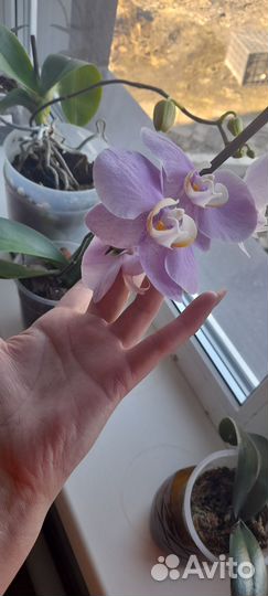 Орхидея