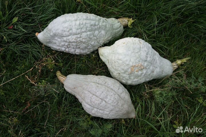 Семена. Тыква Хаббард Голубой (Вlue Hubbard)