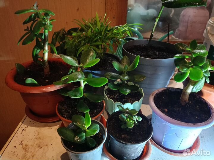 Толстянка (Денежное дерево)