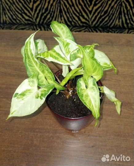 Сингониум Три короля