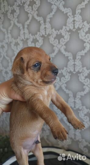 Щенки цвергпинчер