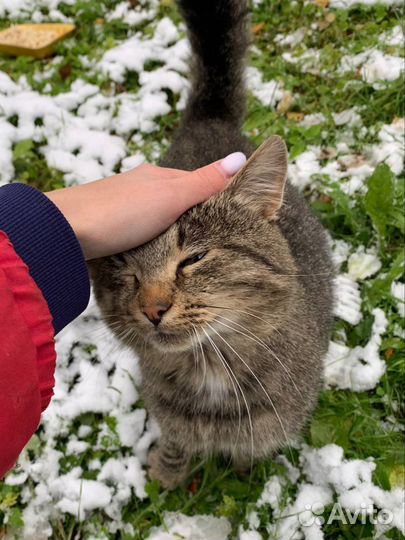 Кот в добрые руки