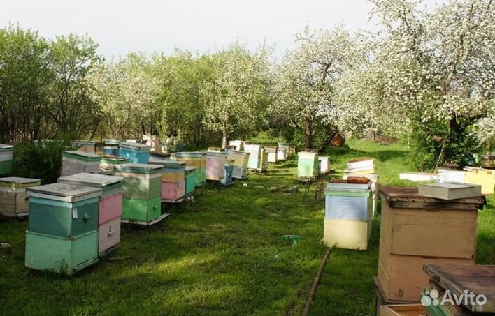 Мед натуральный алтайский опт. минимально 16 кг