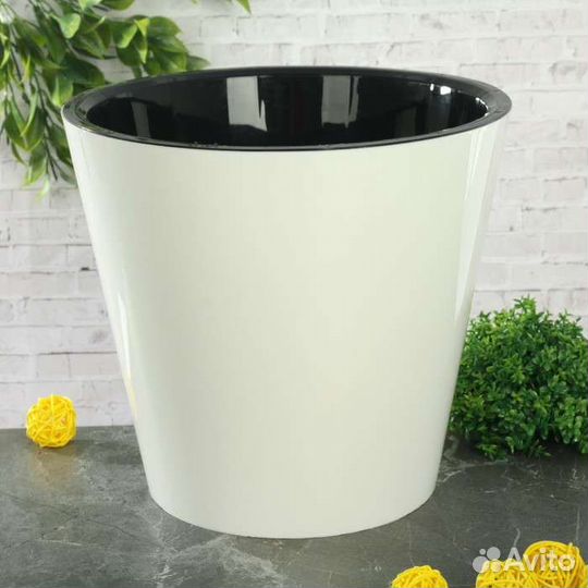 Фикус большой