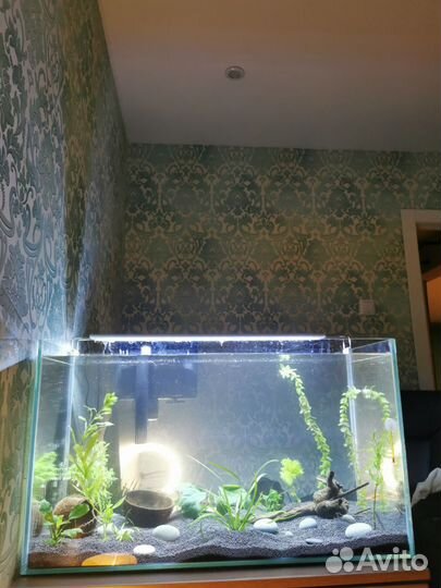 Аквариум на 100 литров