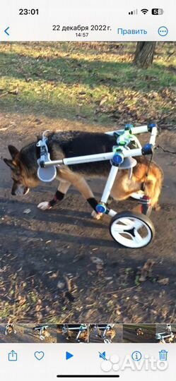 Инвалидная коляска для собак