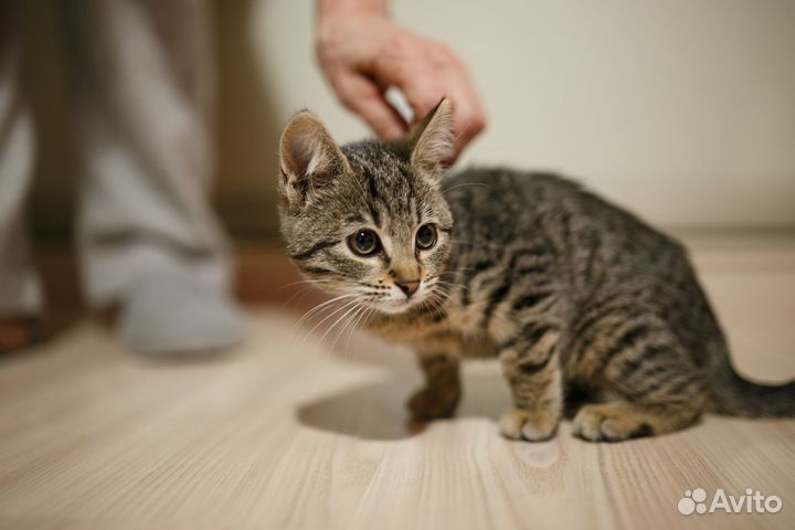 Котенок девочка