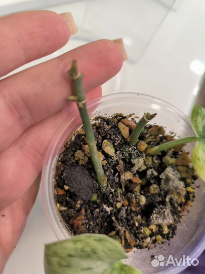 Сциндапсус пиасун