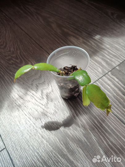 Фикус бенджамина, хойя, сциндапсус, декабрист и др