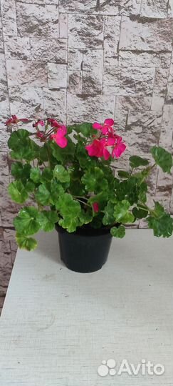 Пеларгония герань