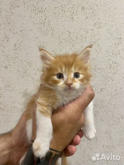 Котята мейн-кун