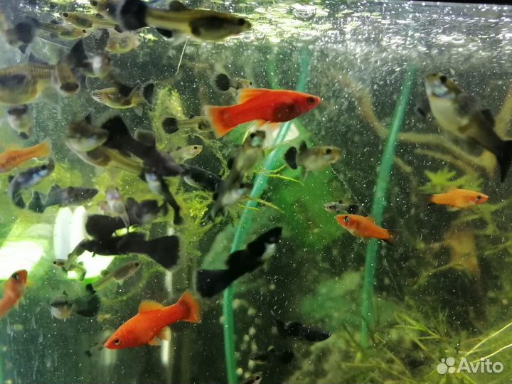 Аквариумные рыбки гуппи