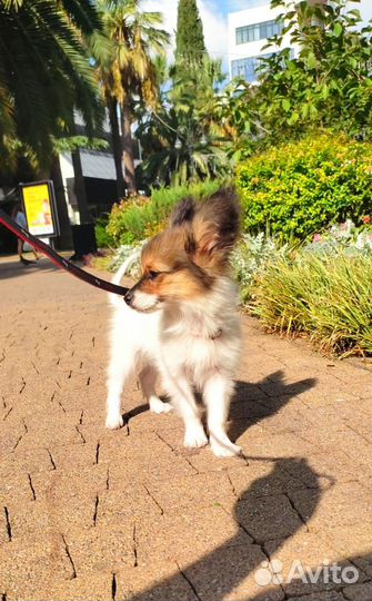 Мини папийон