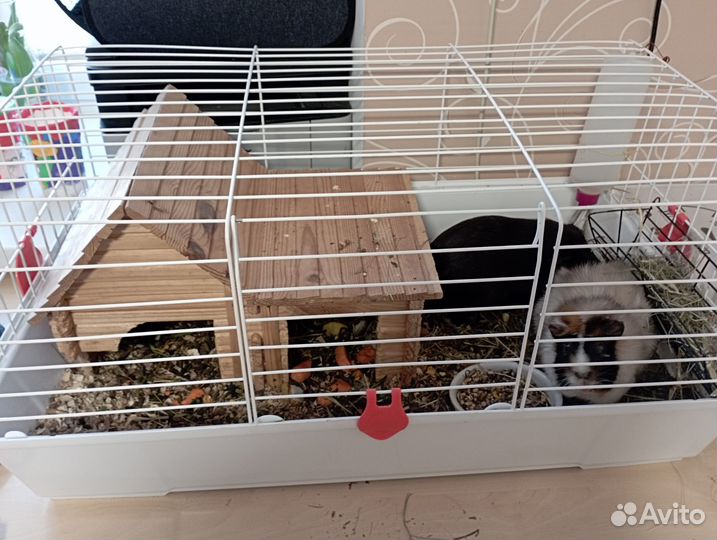 Две морские свинки с клеткой